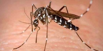 Mohácsnál és a Dráva mentén irtják a szúnyogokat