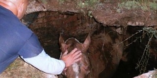 Gödörbe esett lovat mentettek a mohácsi tűzoltók Gödörbe esett lovat mentettek a mohácsi tűzoltók