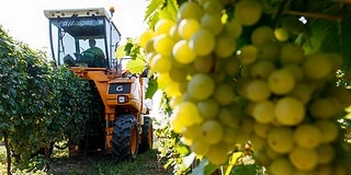 Alföldi szőlőtermelők tüntettek az olasz borimport ellen Alföldi szőlőtermelők tüntettek az olasz borimport ellen