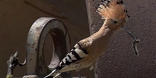 Ön tudja, hogy mire is jó egy úthenger? Ön tudja, hogy mire is jó egy úthenger?