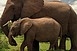 Katonákat küldtek Afrikába az erdei elefántok védelmére Katonákat küldtek Afrikába az erdei elefántok védelmére