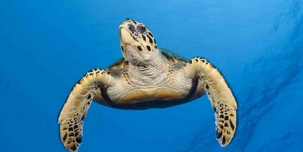 Fluoreszkáló tengeri teknőst figyeltek meg