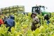 Lázár szerint hazánk agrárország maradt és ez előny Lázár szerint hazánk agrárország maradt és ez előny