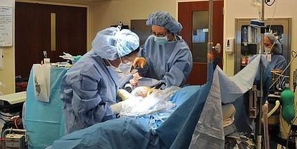 Idén elvégezhetik az első hazai tüdőátültetést Idén elvégezhetik az első hazai tüdőátültetést
