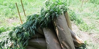 Marihuánát termelt az erdőben egy pécsi férfi