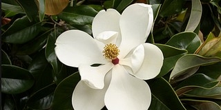 Alacsony árakkal vár mindenkit a pécsi virágvásár