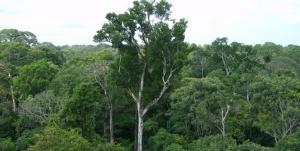 A véltnél jóval több amazóniai fa veszélyeztetett
