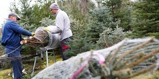 Idén sem lesz drágább a fenyőfa, jövő héttől már árulják Idén sem lesz drágább a fenyőfa, jövő héttől már árulják
