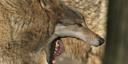 Videóra vették Zselykét, a magyar farkast, itt megnézheti