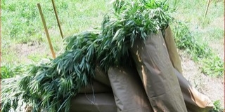 Öntözőrendszert is kiépített a kender termesztéséhez - vádat emeltek a pécsi férfi ellen