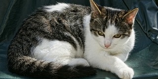 Légpuskával lőtte le szomszédja macskáját egy férfi Légpuskával lőtte le szomszédja macskáját egy férfi