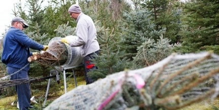 Iskolák kapják meg a pécsi adventi vásár fenyőit Iskolák kapják meg a pécsi adventi vásár fenyőit