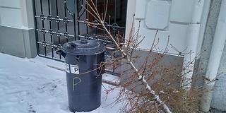 Az erőműben tüzelik el a kidobott fenyőfákat Pécsett Az erőműben tüzelik el a kidobott fenyőfákat Pécsett