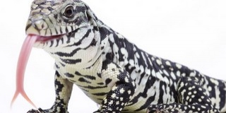 Szabályozni tudja testhőmérsékletét az argentin tegu Szabályozni tudja testhőmérsékletét az argentin tegu