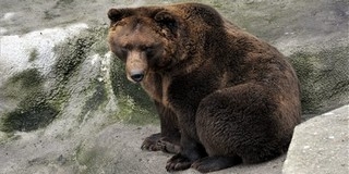 Tibor medve megjósolta, mikorra várható a tavasz