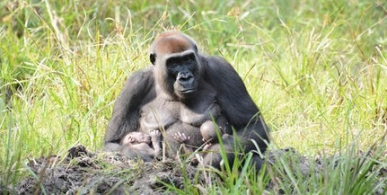 Gorillaikrek születtek a Közép-afrikai Köztársaságban