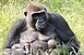 Gorillaikrek születtek a Közép-afrikai Köztársaságban