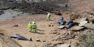 Mérgező anyagokat találtak delfinek szervezetében Mérgező anyagokat találtak delfinek szervezetében