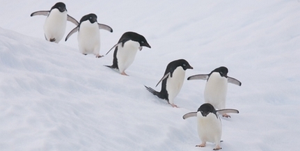 Vándorlás közben pusztulnak el pingvinek a Déli-sarkon