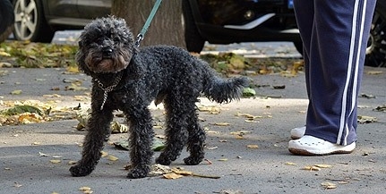 Félő, hogy megint egy elmeháborodott próbálja megmérgezni a kutyákat Kertvárosban Félő, hogy megint egy elmeháborodott próbálja megmérgezni a kutyákat Kertvárosban