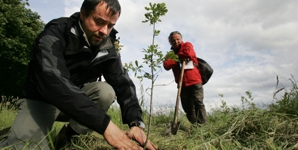 Több mint másfél ezer fa került ki a pécsi közterületekre a Városi Csemetekertből