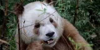 Átvészelte a telet a világ egyetlen barna pandája Átvészelte a telet a világ egyetlen barna pandája