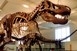 Benyomuló, nem őshonos faj lehetett a T. rex Benyomuló, nem őshonos faj lehetett a T. rex