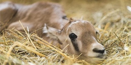 Ritka antilop született a Nyíregyházi Állatparkban Ritka antilop született a Nyíregyházi Állatparkban