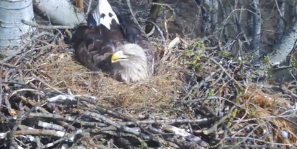 Sasfiókát hozott a húsvéti nyúl a Duna-Dráva Nemzeti Parkba - nézze meg! Sasfiókát hozott a húsvéti nyúl a Duna-Dráva Nemzeti Parkba - nézze meg!