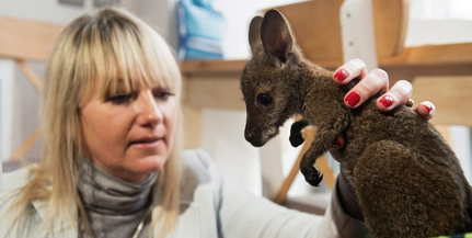 Gondozói nevelnek egy árva kengurut Lengyelországban
