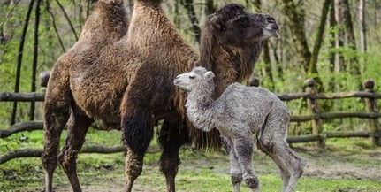 Tevecsikó született a Debreceni Állat- és Növénykertben Tevecsikó született a Debreceni Állat- és Növénykertben