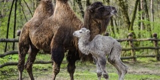 Tevecsikó született a Debreceni Állat- és Növénykertben Tevecsikó született a Debreceni Állat- és Növénykertben