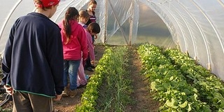 Tudta, hogy akár pécsi wasabit, lekvárt és ketchupot is vásárolhat, ami ráadásul bio? Tudta, hogy akár pécsi wasabit, lekvárt és ketchupot is vásárolhat, ami ráadásul bio?