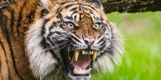 Halára sebezte gondozóját egy maláj tigris Halára sebezte gondozóját egy maláj tigris