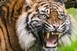 Halára sebezte gondozóját egy maláj tigris Halára sebezte gondozóját egy maláj tigris