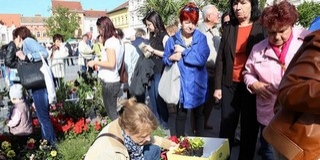 Nem petrezselymet árultak: hatalmas volt az érdeklődés a virágvásár iránt a Kossuth téren