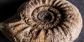 Őslénymustra péntektől a Janus Pannonius Múzeumban Őslénymustra péntektől a Janus Pannonius Múzeumban
