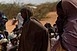 Afrikai migránsokat csempészett volna hozzánk a horvát férfi Afrikai migránsokat csempészett volna hozzánk a horvát férfi