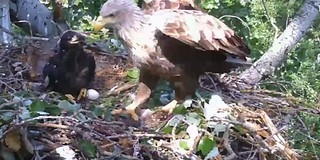 Valakinek elgurulhatott a gyógyszere: megmérgezhették a nemzeti parkban elpusztult rétisast Valakinek elgurulhatott a gyógyszere: megmérgezhették a nemzeti parkban elpusztult rétisast
