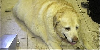 Azonosították a labradorok elhízásáért felelős génmutációt Azonosították a labradorok elhízásáért felelős génmutációt