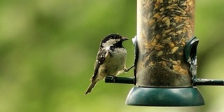 Átadták az első egyetemi madárbarát mintakertet Debrecenben