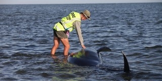 Két tucat cet vetette magát partra és pusztult el Mexikóban