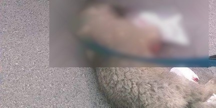 Autóhoz kötözve vonszoltak egy kölyökkutyát - Lincshangulat alakult ki Pogányban Autóhoz kötözve vonszoltak egy kölyökkutyát - Lincshangulat alakult ki Pogányban