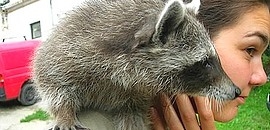 Az állatkert sorsa: év végére eldől