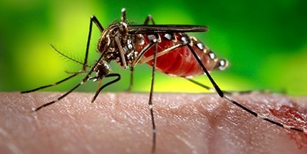 Felmerült, de nem halasztják el az olimpiát a zika-vírus miatt