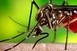 Felmerült, de nem halasztják el az olimpiát a zika-vírus miatt Felmerült, de nem halasztják el az olimpiát a zika-vírus miatt