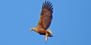 Soha ennyi rétisas nem fészkelt még Baranyában, 44 pár költ a megyében