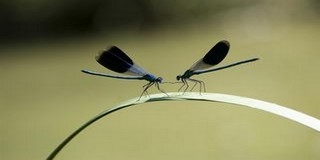 Ilyen a baranyai természet egy túravezető szemével Ilyen a baranyai természet egy túravezető szemével