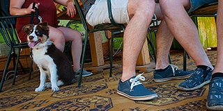 Nem könnyű az élet kutyával Pécsett, de egyre befogadóbb a város a gazdik örömére Nem könnyű az élet kutyával Pécsett, de egyre befogadóbb a város a gazdik örömére