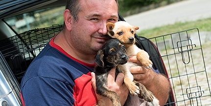 A hajléktalanok kutyaszaporítása miatt is egyre több a magára hagyott állat Pécsett